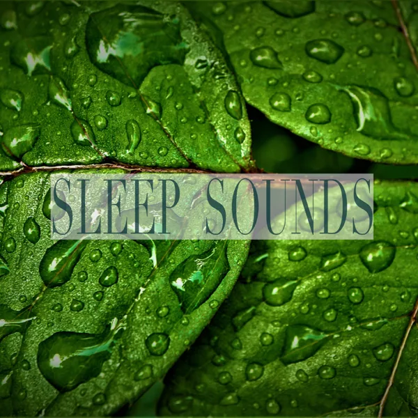 Beauty of Nature — Rain Sounds